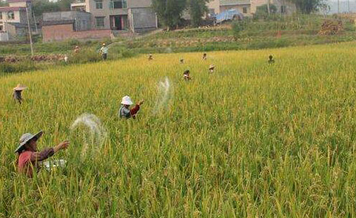 化肥消泡劑能給你在農業化肥上帶來什么幫助？