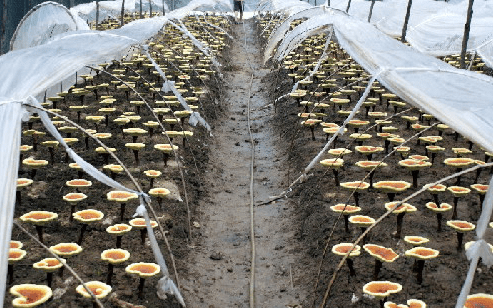 發酵用有機硅消泡劑在發酵中應用