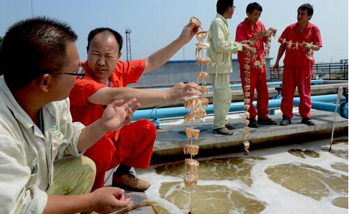 生物水處理消泡劑在生物水處理中的應用