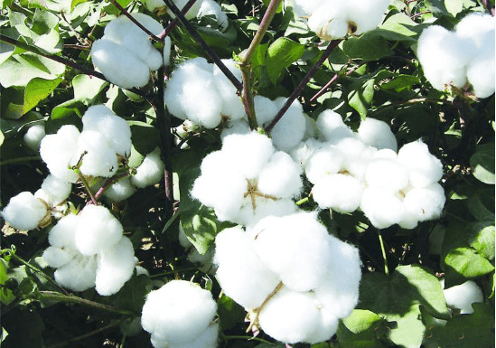 棉籽深加工用消泡劑的應用