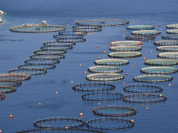 水處理消泡劑在水處理中應用 水處理消泡劑在水處理中應用